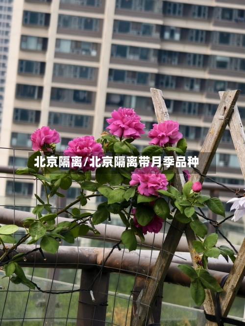 北京隔离/北京隔离带月季品种