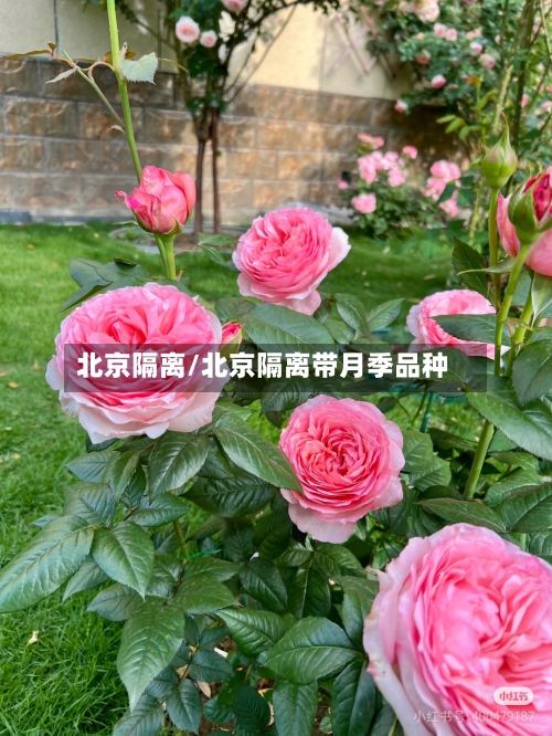 北京隔离/北京隔离带月季品种-第3张图片