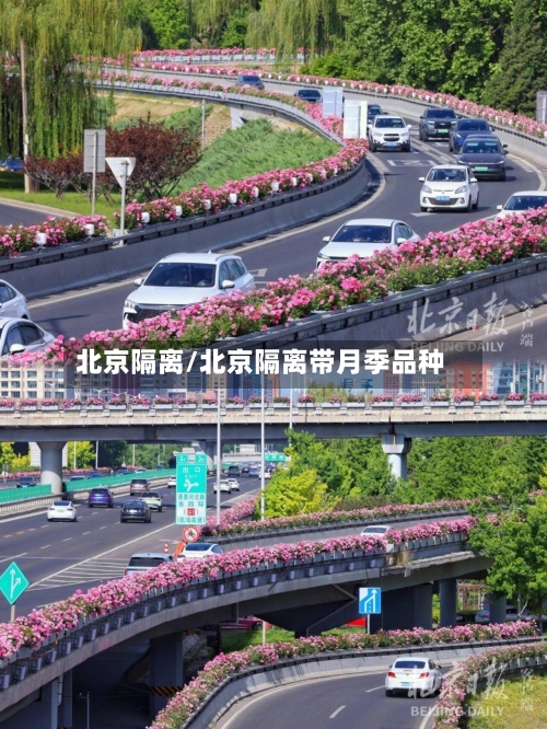 北京隔离/北京隔离带月季品种-第2张图片