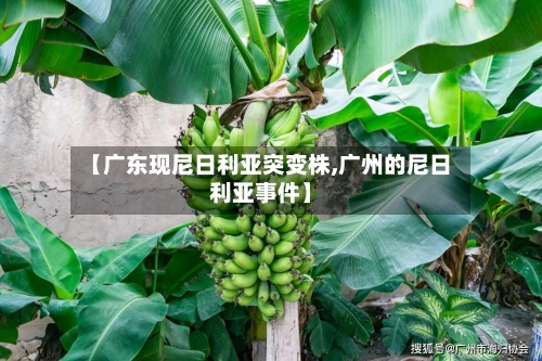 【广东现尼日利亚突变株,广州的尼日利亚事件】-第2张图片