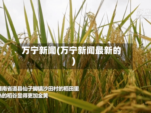 万宁新闻(万宁新闻最新的)