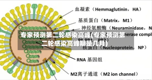 专家预测第二轮感染高峰(专家预测第二轮感染高峰期是几月)