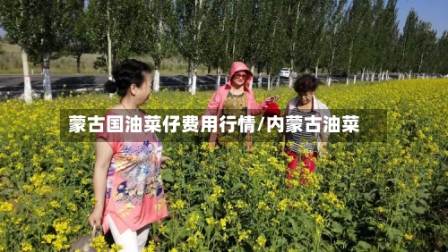 蒙古国油菜仔费用行情/内蒙古油菜-第2张图片