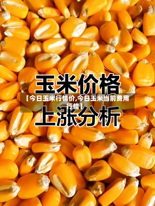 【今日玉米行情价,今日玉米当前费用行情】-第2张图片