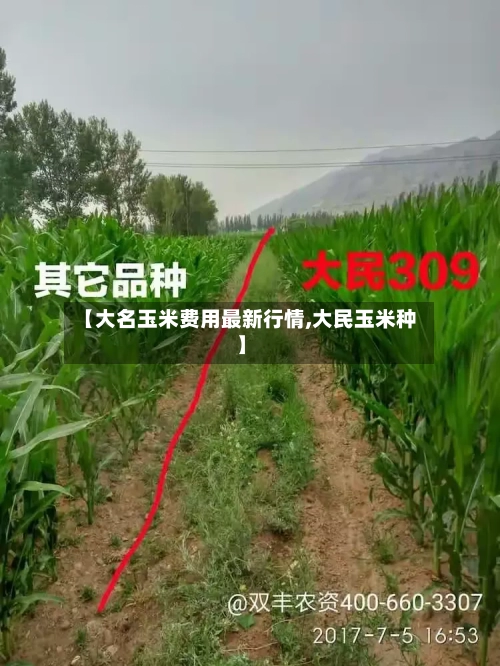 【大名玉米费用最新行情,大民玉米种】