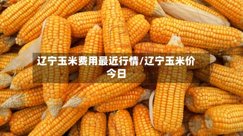 辽宁玉米费用最近行情/辽宁玉米价今日-第3张图片