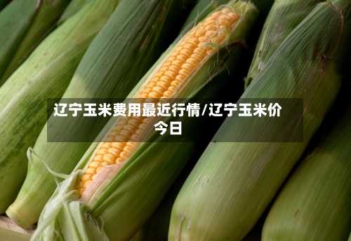 辽宁玉米费用最近行情/辽宁玉米价今日