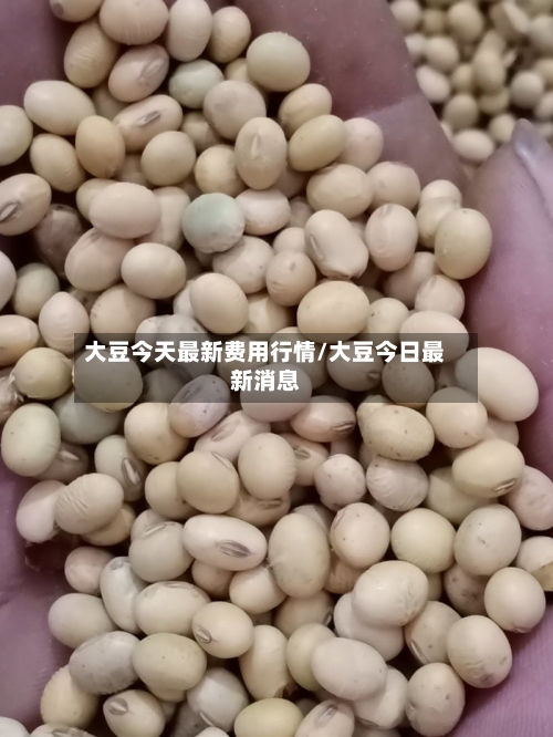 大豆今天最新费用行情/大豆今日最新消息-第3张图片