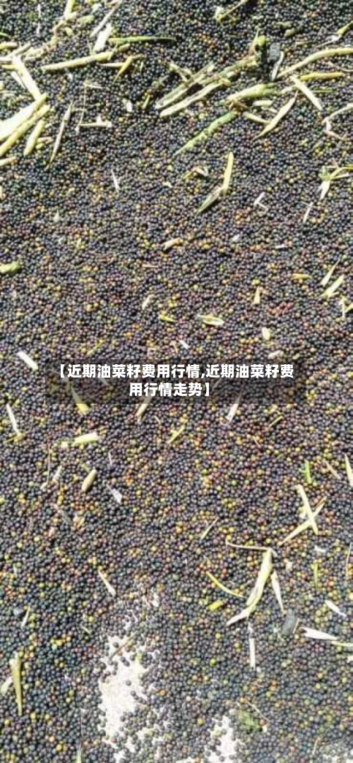【近期油菜籽费用行情,近期油菜籽费用行情走势】-第3张图片