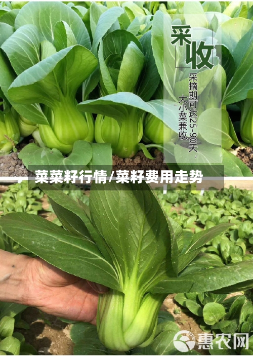菜菜籽行情/菜籽费用走势-第2张图片