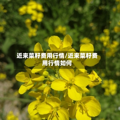 近来菜籽费用行情/近来菜籽费用行情如何-第2张图片