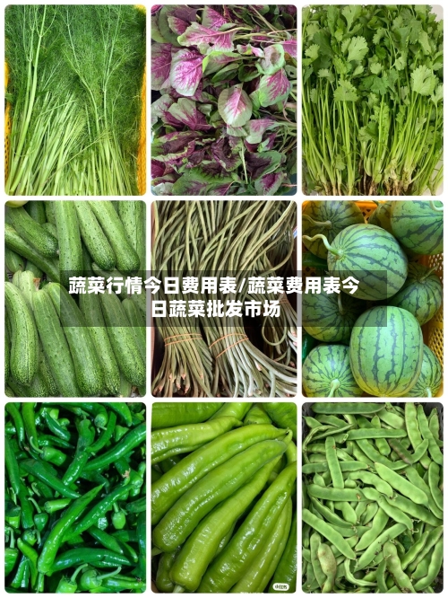 蔬菜行情今日费用表/蔬菜费用表今日蔬菜批发市场-第3张图片
