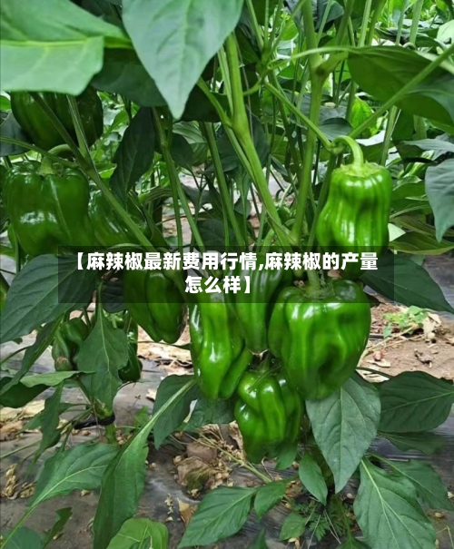 【麻辣椒最新费用行情,麻辣椒的产量怎么样】