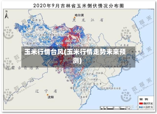 玉米行情台风(玉米行情走势未来预测)
