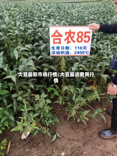 大豆最新市场行情/大豆最近费用行情