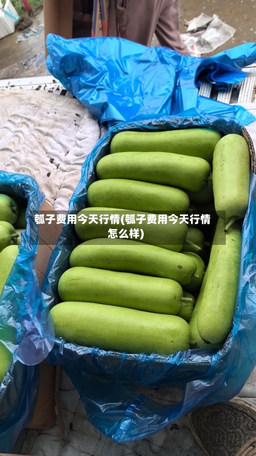 瓠子费用今天行情(瓠子费用今天行情怎么样)