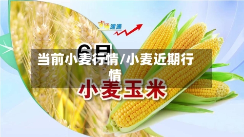 当前小麦行情/小麦近期行情