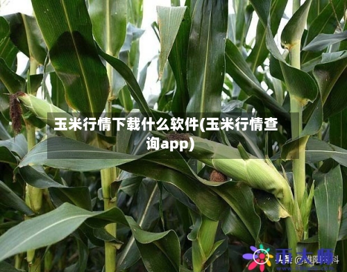 玉米行情下载什么软件(玉米行情查询app)-第3张图片