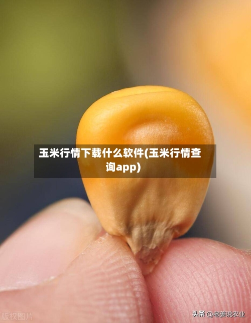 玉米行情下载什么软件(玉米行情查询app)-第2张图片