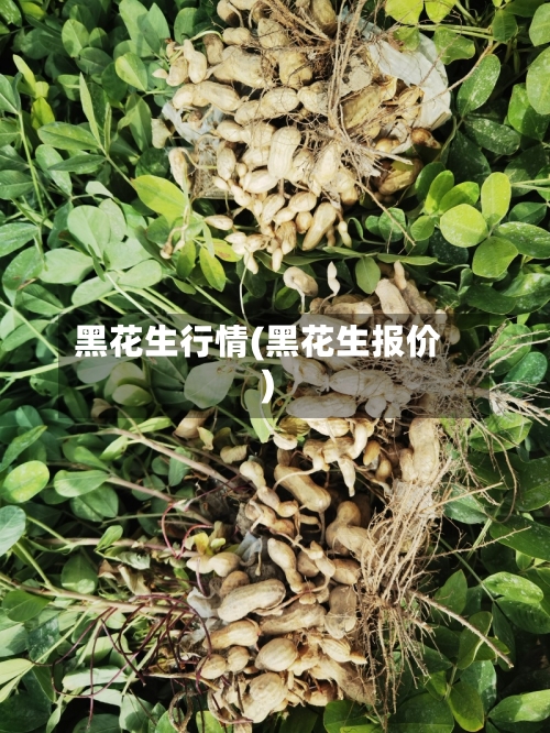 黑花生行情(黑花生报价)