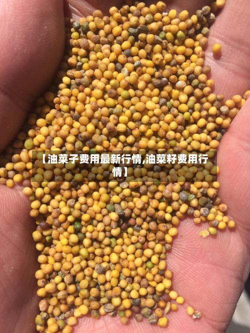 【油菜子费用最新行情,油菜籽费用行情】