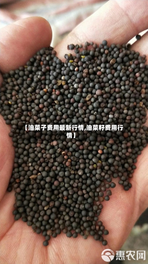 【油菜子费用最新行情,油菜籽费用行情】-第2张图片