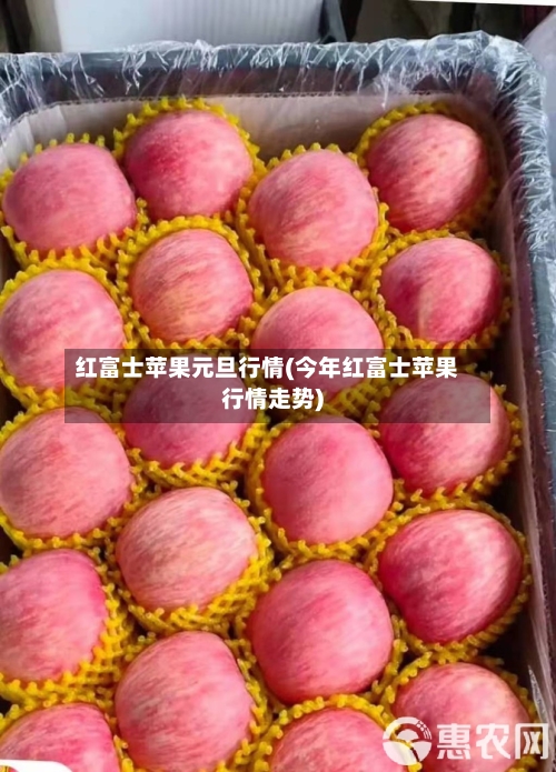 红富士苹果元旦行情(今年红富士苹果行情走势)