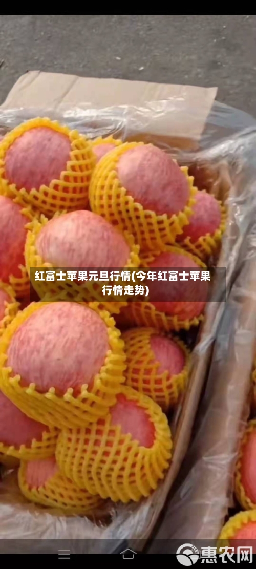 红富士苹果元旦行情(今年红富士苹果行情走势)-第2张图片