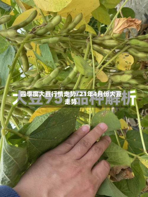 四季度大豆行情走势/21年4月份大豆走势-第2张图片