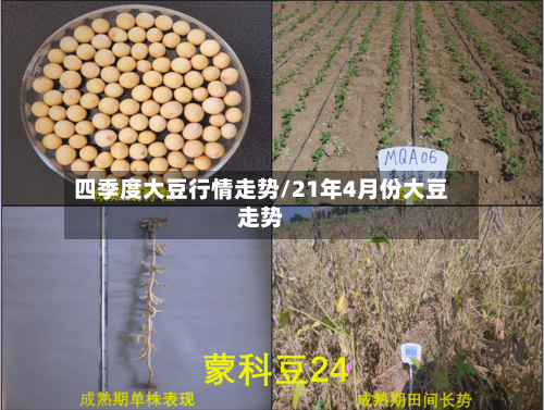 四季度大豆行情走势/21年4月份大豆走势-第3张图片