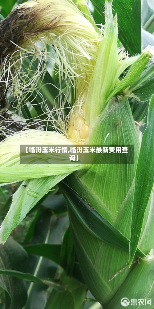 【临汾玉米行情,临汾玉米最新费用查询】