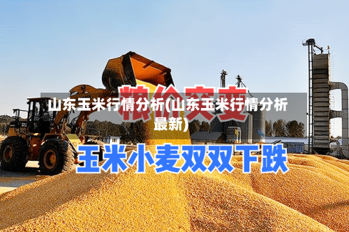 山东玉米行情分析(山东玉米行情分析最新)
