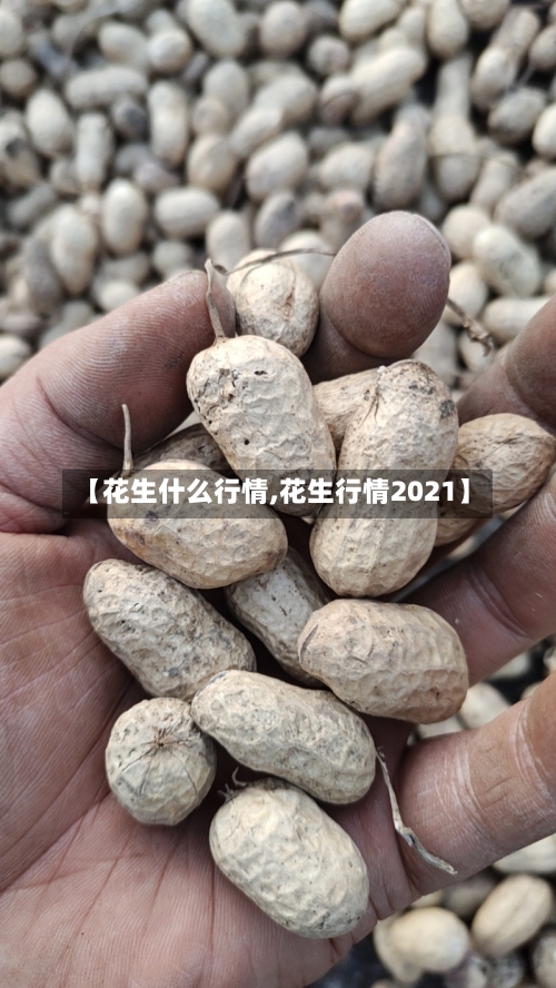 【花生什么行情,花生行情2021】-第2张图片