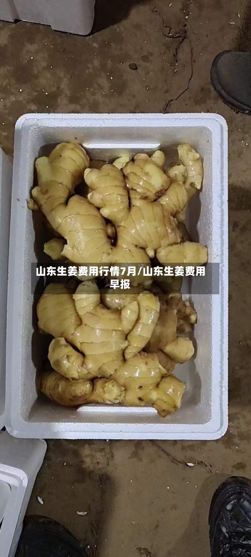 山东生姜费用行情7月/山东生姜费用早报