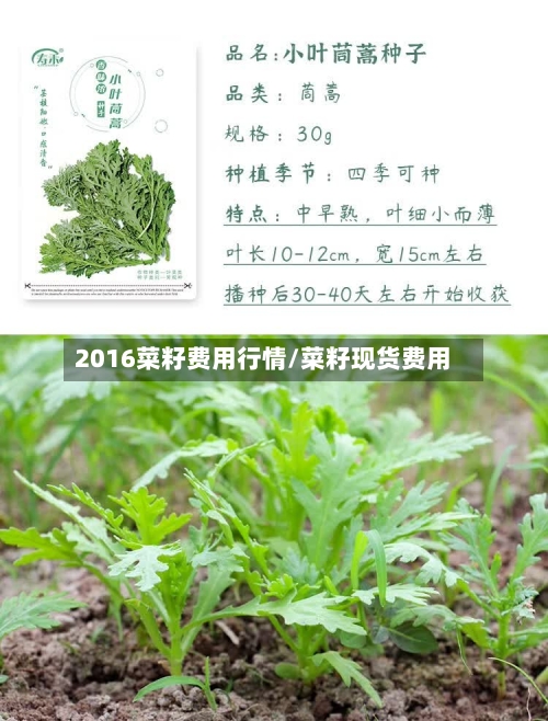 2016菜籽费用行情/菜籽现货费用-第2张图片