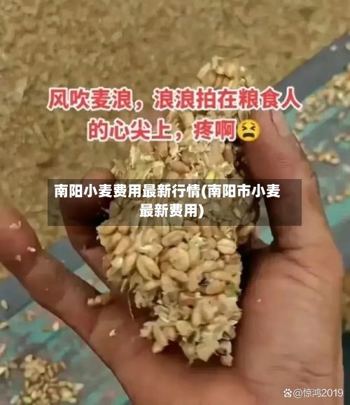 南阳小麦费用最新行情(南阳市小麦最新费用)
