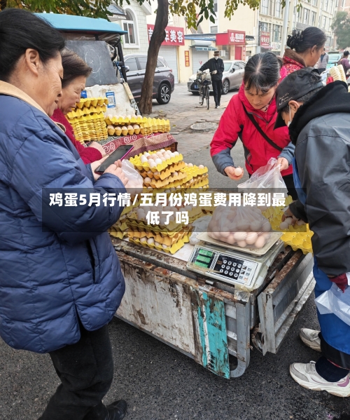 鸡蛋5月行情/五月份鸡蛋费用降到最低了吗-第3张图片
