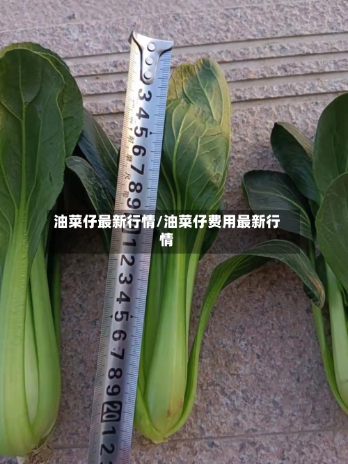 油菜仔最新行情/油菜仔费用最新行情-第2张图片