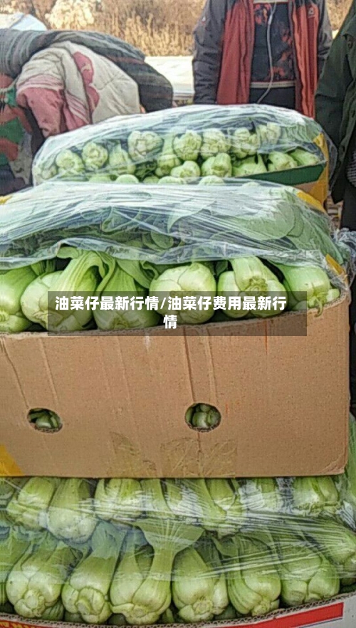 油菜仔最新行情/油菜仔费用最新行情