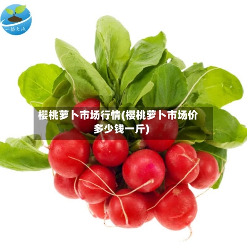 樱桃萝卜市场行情(樱桃萝卜市场价多少钱一斤)