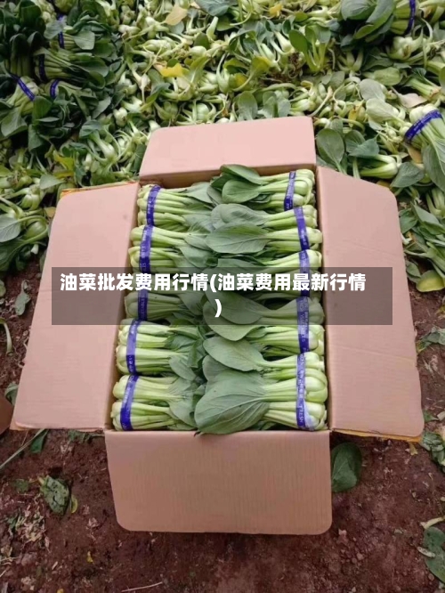 油菜批发费用行情(油菜费用最新行情)-第3张图片