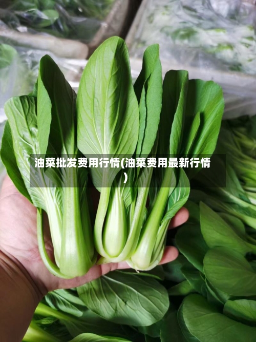 油菜批发费用行情(油菜费用最新行情)-第2张图片