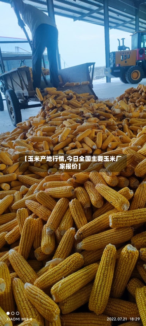 【玉米产地行情,今日全国主要玉米厂家报价】-第3张图片