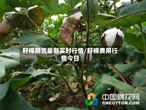 籽棉期货最新实时行情/籽棉费用行情今日-第2张图片