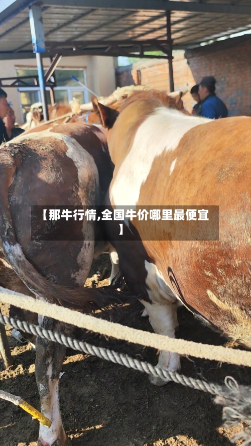 【那牛行情,全国牛价哪里最便宜】-第2张图片