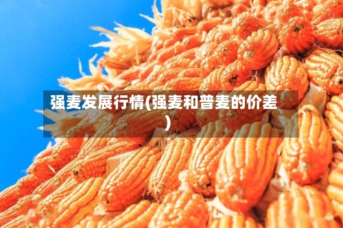 强麦发展行情(强麦和普麦的价差)