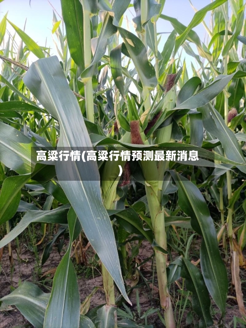 高粱行情(高粱行情预测最新消息)-第2张图片