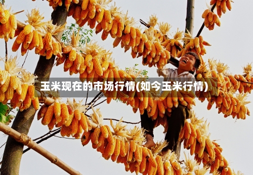 玉米现在的市场行情(如今玉米行情)-第3张图片