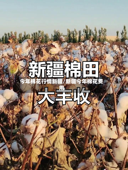 今年棉花行情新疆/新疆今年棉花费用-第2张图片