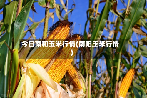 今日南和玉米行情(南阳玉米行情)